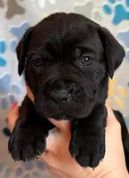 Yellow Collar Female, a female Cane Corso for sale in Asheville, NC – Photo 2 of 6