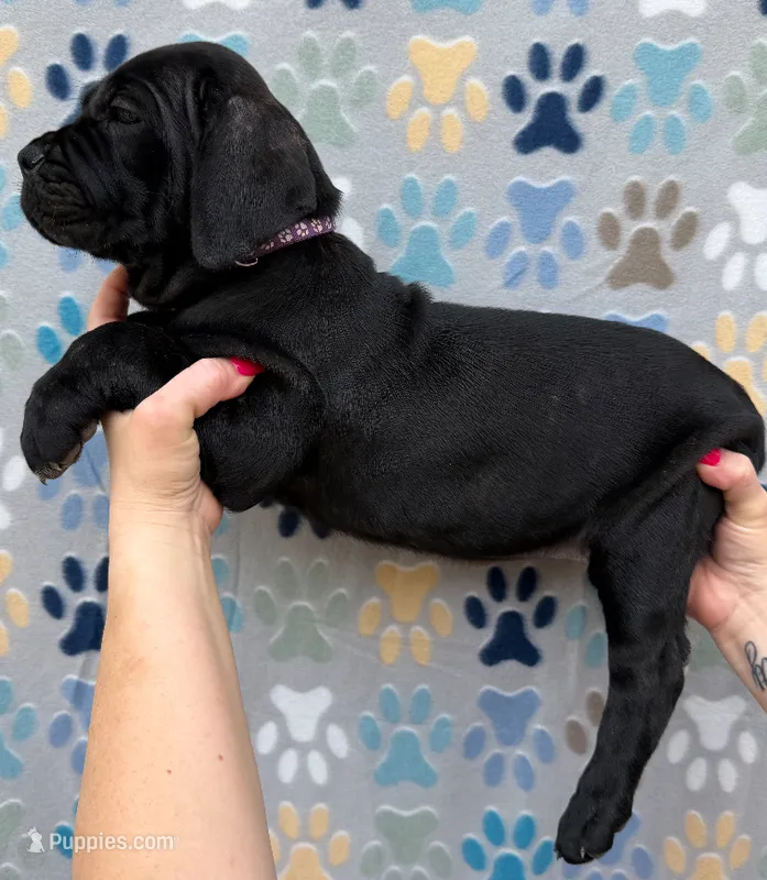 Purple Collar Female – Cane Corso puppy for sale in Asheville, NC