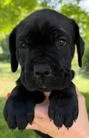 Neon Green Collar Male, a male Cane Corso for sale in Asheville, NC – 2 of 7