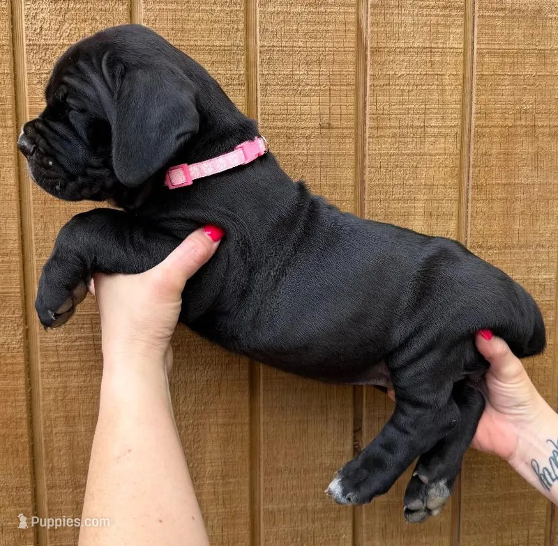 Light Pink Collar Female – Cane Corso puppy for sale in Asheville, NC