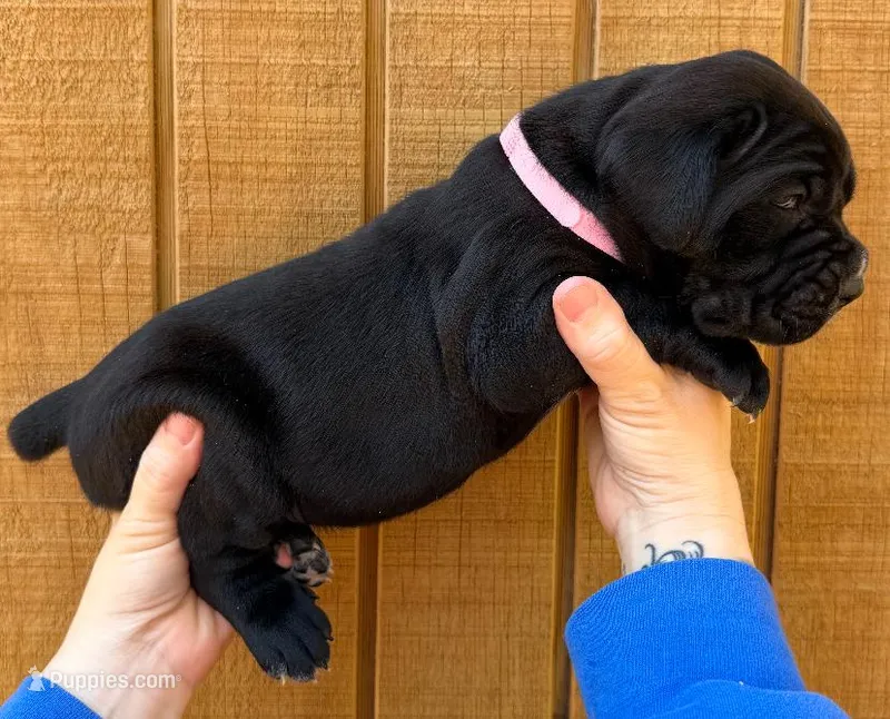 Light Pink Collar Female – Cane Corso puppy for sale in Asheville, NC