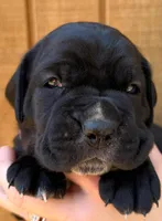Light Pink Collar Female, a female Cane Corso for sale in Asheville, NC – Photo 2 of 10