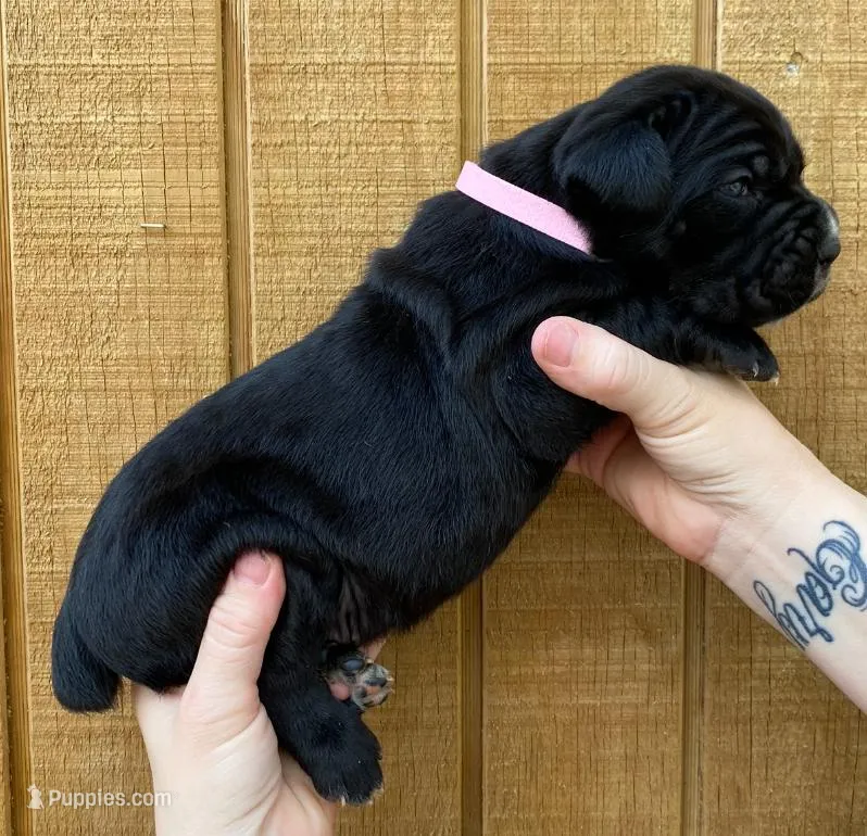 Light Pink Collar Female – Cane Corso puppy for sale in Asheville, NC