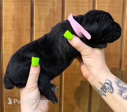 Light Pink Collar Female Harlow Litter – Cane Corso puppy for sale in Asheville, NC