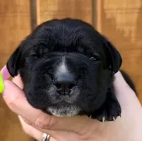 Light Pink Collar Female Harlow Litter, a female Cane Corso for sale in Asheville, NC – Photo 2 of 10