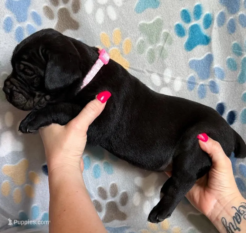 Light Pink Collar Female – Cane Corso puppy for sale in Asheville, NC