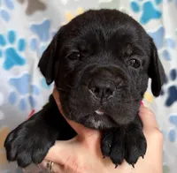 Light Pink Collar Female, a female Cane Corso for sale in Asheville, NC – Photo 2 of 6