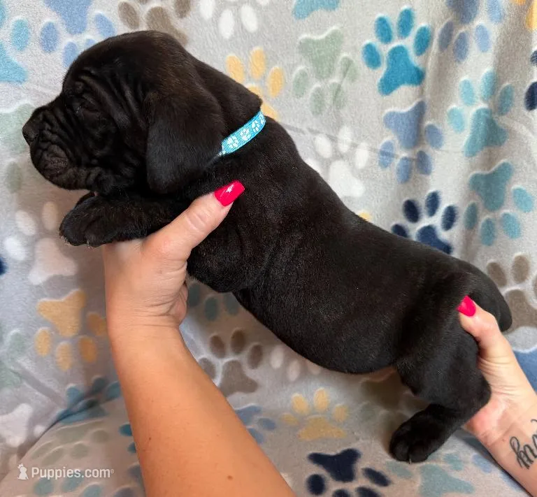 Blue Collar Male – Cane Corso puppy for sale in Asheville, NC