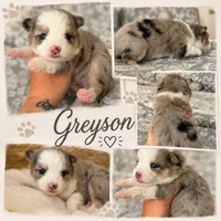 Grayson , a male Pomsky for sale in Casa Grande, AZ – 2 of 3