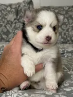 Sophia , a female Pomsky for sale in Casa Grande, AZ – 1 of 4