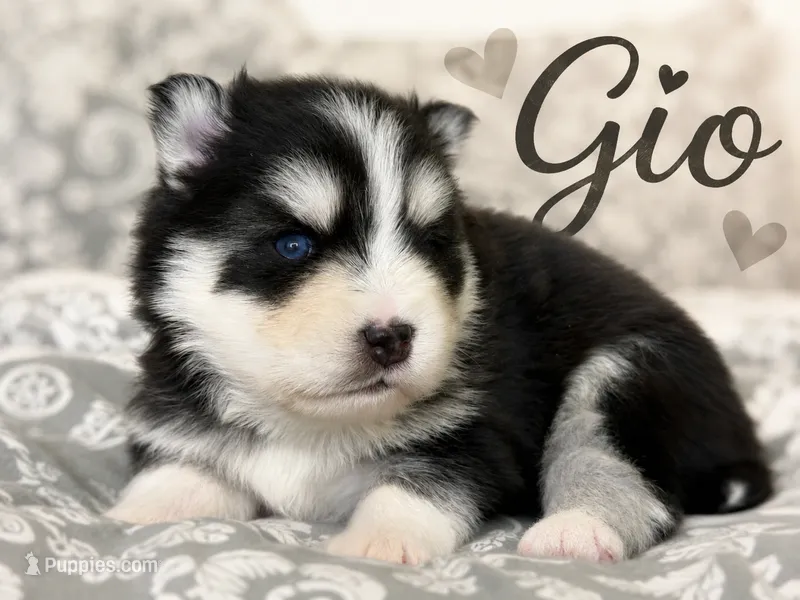 Gio  – Pomsky puppy for sale in Casa Grande, AZ
