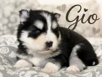 Gio , a male Pomsky for sale in Casa Grande, AZ – 1 of 4