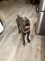 Mula , a female Cane Corso for sale in Casa Grande, AZ – 4 of 6