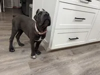 Mula , a female Cane Corso for sale in Casa Grande, AZ – 5 of 6