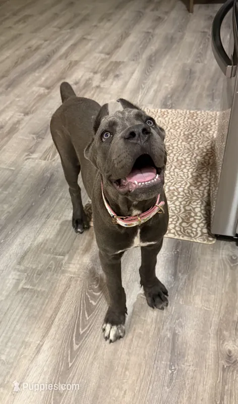Mula  – Cane Corso puppy for sale in Casa Grande, AZ