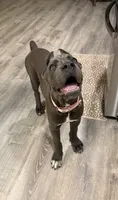 Mula , a female Cane Corso for sale in Casa Grande, AZ – 1 of 6