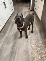 Mula , a female Cane Corso for sale in Casa Grande, AZ – 2 of 6
