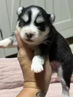 Gio , a male Pomsky for sale in Casa Grande, AZ – 3 of 4