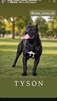 Purple girl , a female Cane Corso for sale in Casa Grande, AZ – 4 of 5