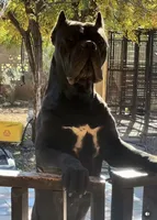 Black boy , a male Cane Corso for sale in Casa Grande, AZ – 3 of 4