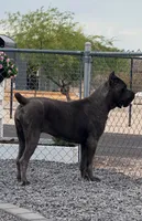Purple girl , a female Cane Corso for sale in Casa Grande, AZ – 4 of 4