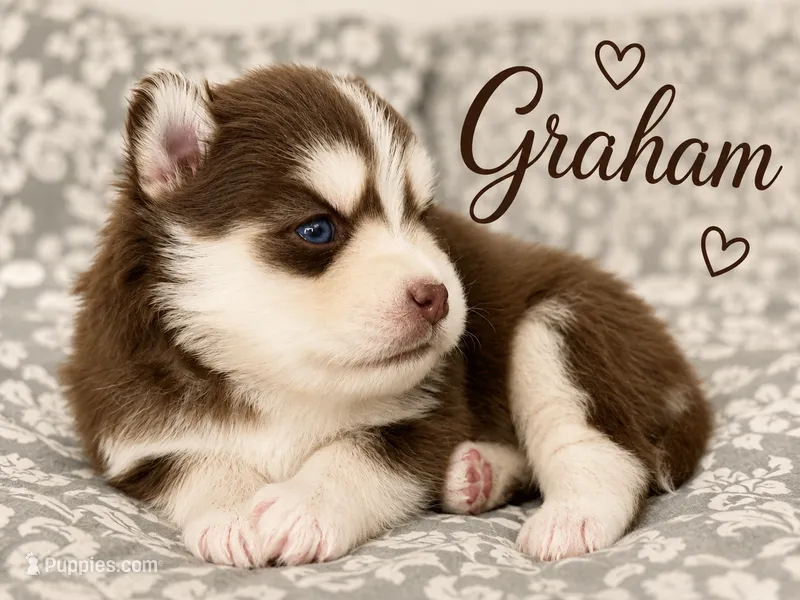 Grahm  – Pomsky puppy for sale in Casa Grande, AZ