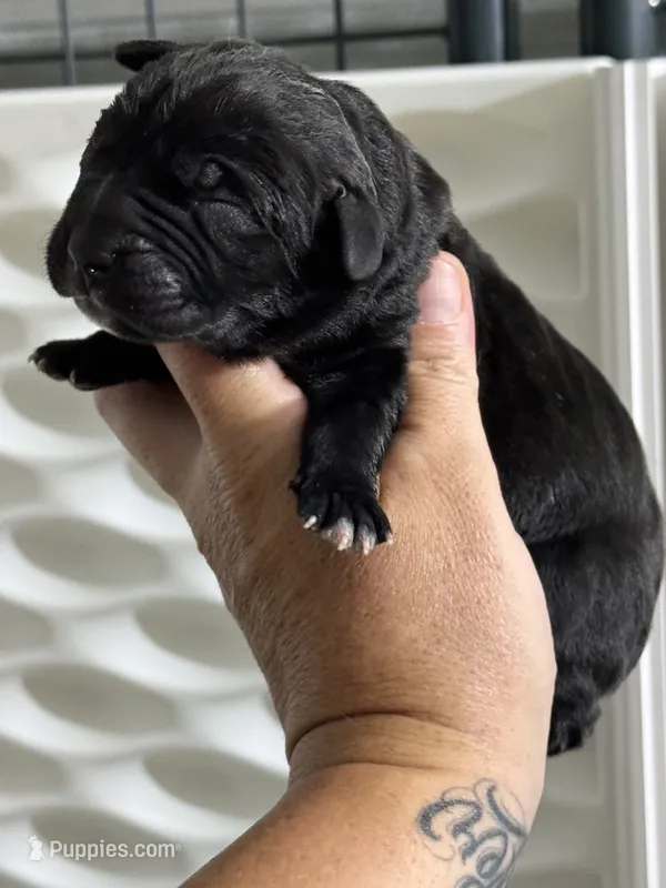 Pink girl  – Cane Corso puppy for sale in Casa Grande, AZ