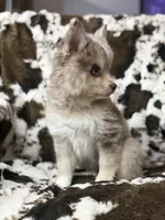 Lincoln , a male Pomsky for sale in Casa Grande, AZ – 4 of 5