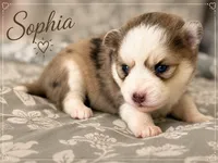 Sophia , a female Pomsky for sale in Casa Grande, AZ – 4 of 4