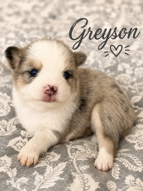 Grayson  – Pomsky puppy for sale in Casa Grande, AZ