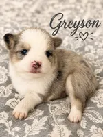 Grayson , a male Pomsky for sale in Casa Grande, AZ – 1 of 3