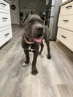 Mula , a female Cane Corso for sale in Casa Grande, AZ – 6 of 6