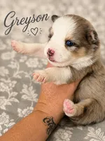 Grayson , a male Pomsky for sale in Casa Grande, AZ – 3 of 3
