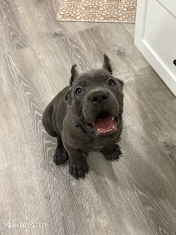 Red boy  – Cane Corso puppy for sale in Casa Grande, AZ