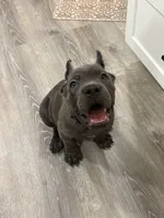 Red boy , a male Cane Corso for sale in Casa Grande, AZ – 1 of 4