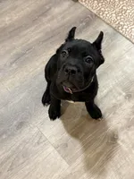 Purple girl , a female Cane Corso for sale in Casa Grande, AZ – 2 of 5