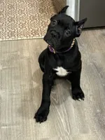 Purple girl , a female Cane Corso for sale in Casa Grande, AZ – 3 of 5