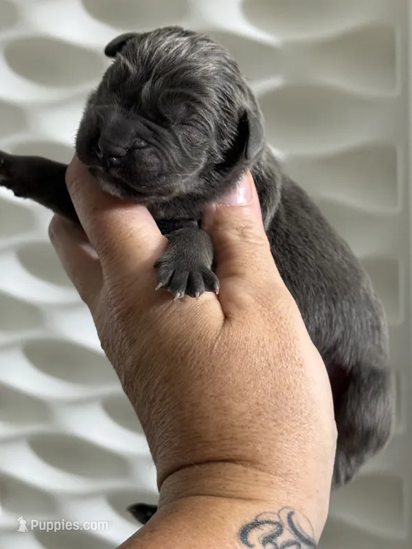 Black boy  – Cane Corso puppy for sale in Casa Grande, AZ