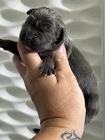 Black boy , a male Cane Corso for sale in Casa Grande, AZ – 1 of 4