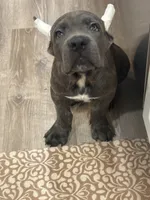 Green boy , a male Cane Corso for sale in Casa Grande, AZ – 2 of 4