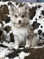 Lincoln , a male Pomsky for sale in Casa Grande, AZ – 5 of 5