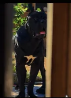 Purple girl , a female Cane Corso for sale in Casa Grande, AZ – 2 of 4