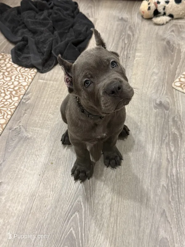 Red boy  – Cane Corso puppy for sale in Casa Grande, AZ