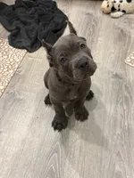Red boy , a male Cane Corso for sale in Casa Grande, AZ – 2 of 4