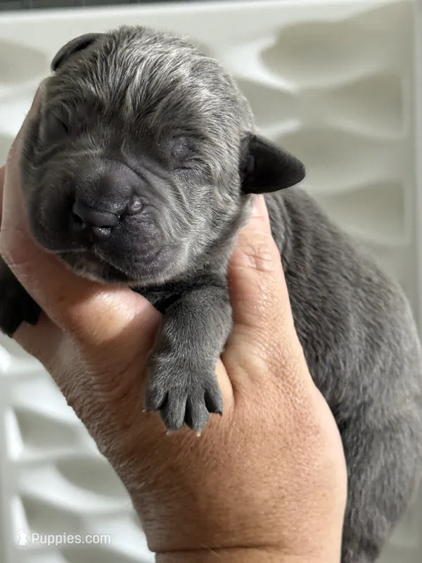 Red boy  – Cane Corso puppy for sale in Casa Grande, AZ