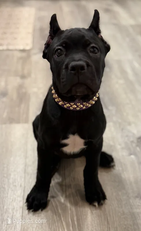 Purple girl  – Cane Corso puppy for sale in Casa Grande, AZ