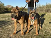 processed/c34a3c32-a217-4e8a-b0a0-99762d039b92/listing/aa7a2f64-7854-415e-8b94-53c19b61ba7c/b20776c2-6c52-4d62-af9f-06149a7f44ac