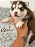 Grahm , a male Pomsky for sale in Casa Grande, AZ – 2 of 2