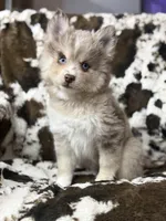 Lincoln , a male Pomsky for sale in Casa Grande, AZ – 3 of 5