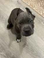 Pink girl , a female Cane Corso for sale in Casa Grande, AZ – 3 of 5